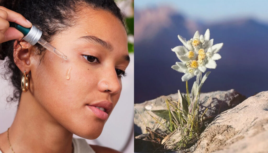 La flor de edelweiss: el ingrediente de moda con más propiedades antioxidantes que la vitamina C y el retinol featured image